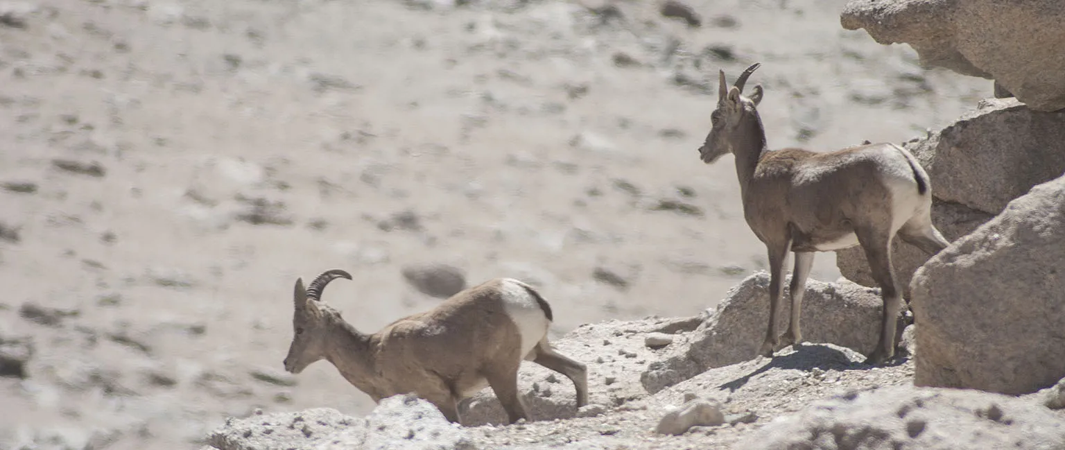 Sierra Bighorn Sheep - these guys were trying to catch up with the bigger group