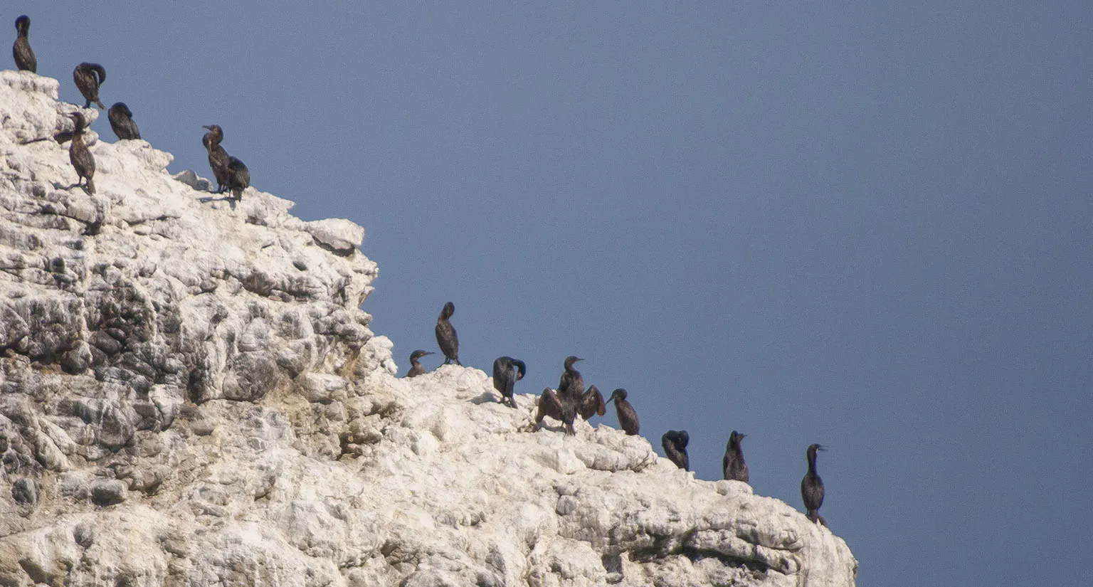 Cormorants on a rock - Santa Cruz Island