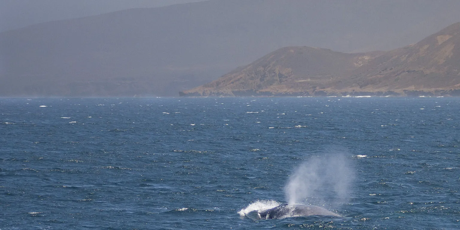 Blue whale spouting off Santa Cruz Island