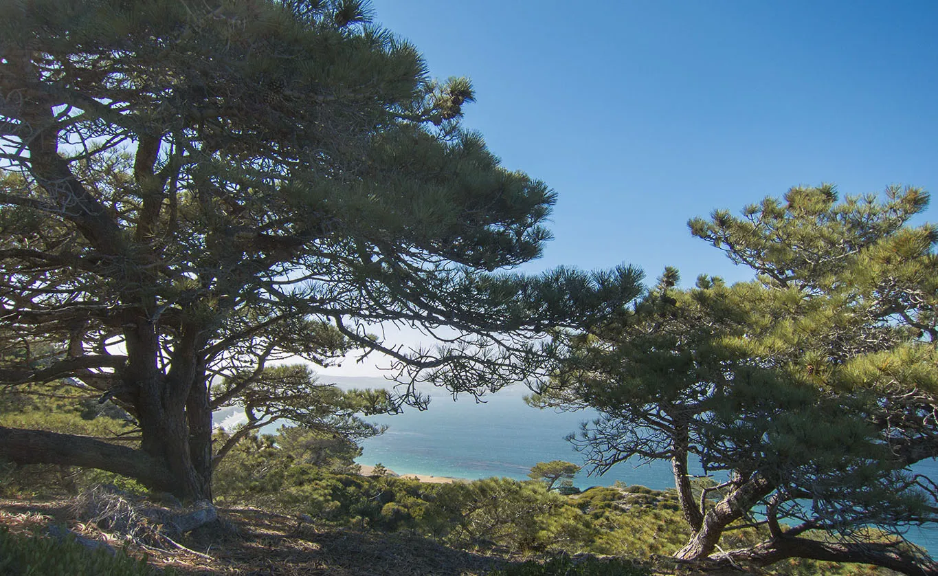 Torrey Pines overlooking the ocean