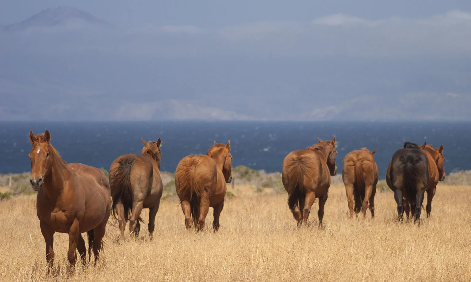 The happy horses of Santa Rosa Island, with Santa Cruz Island in the background