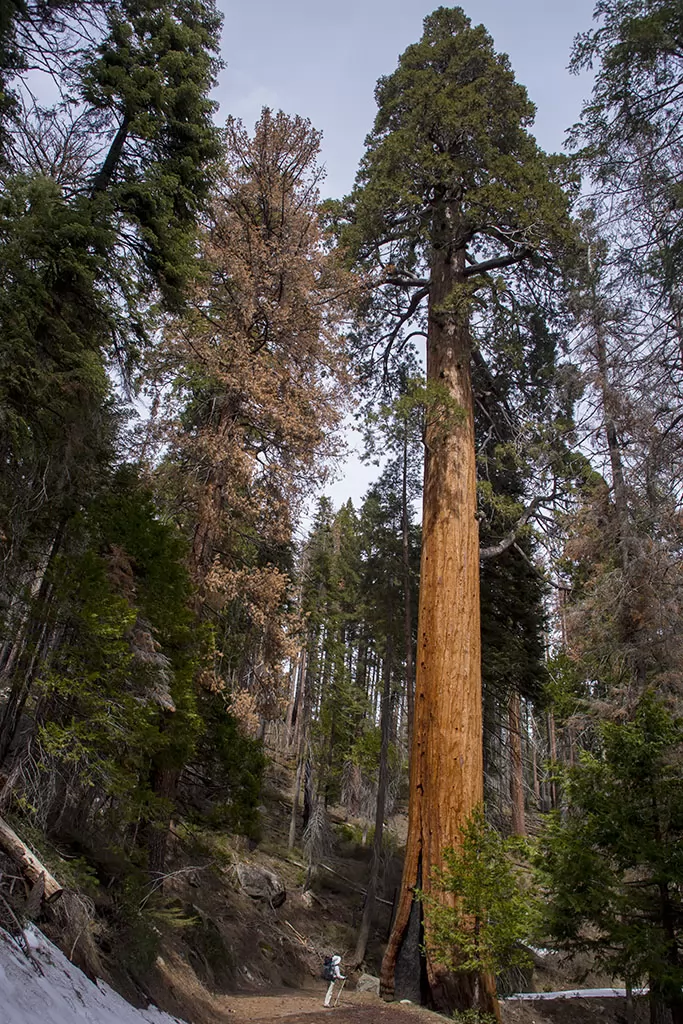 Em looking up at a giant sequoia on Mineral King Road