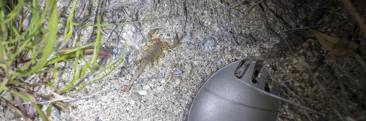California common scorpion and our spork as size reference