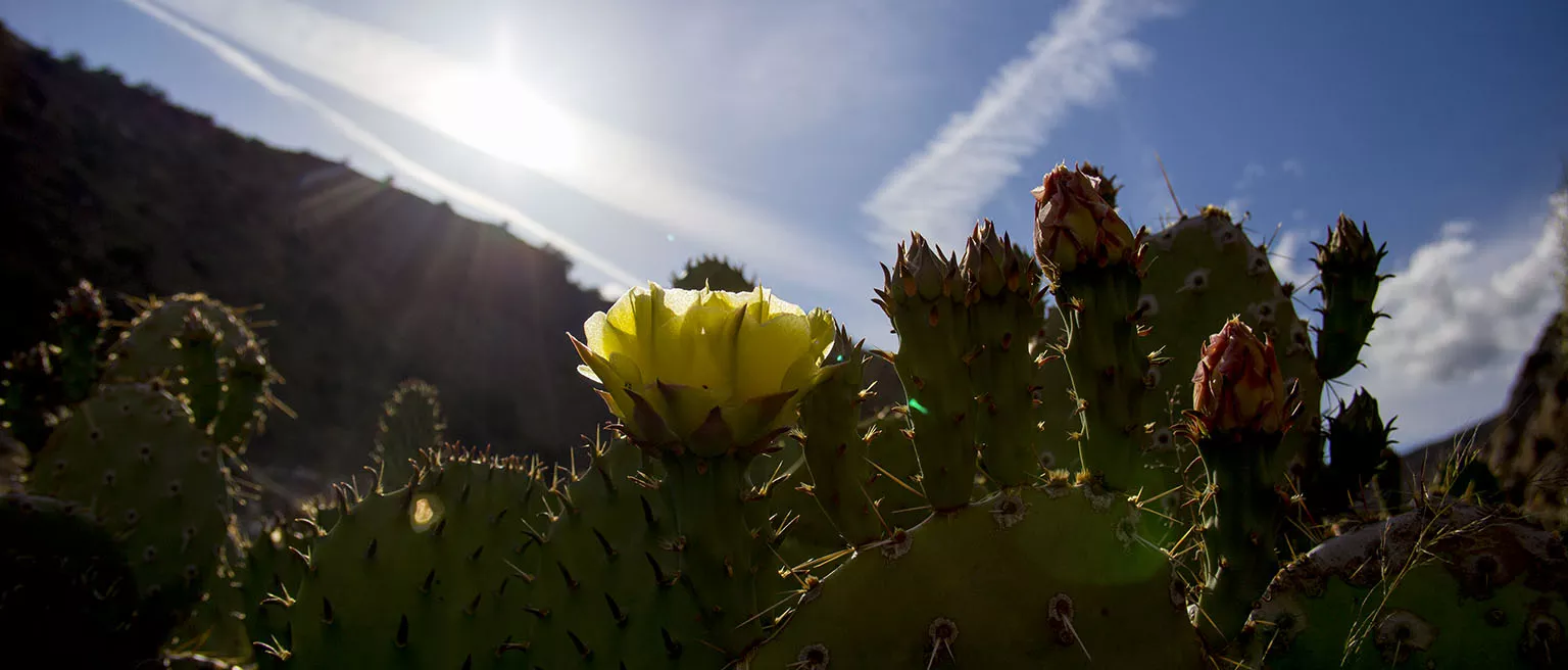 Cactus blooming in Hot Springs Canyon