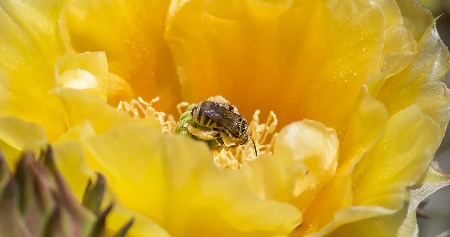 Bee feasting on a cactus flower