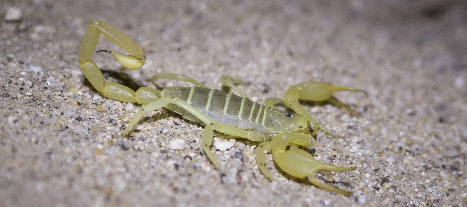 Nighttime visitor: the Anza-Borrego hairy scorpion (Hadrurus anzaborrego)