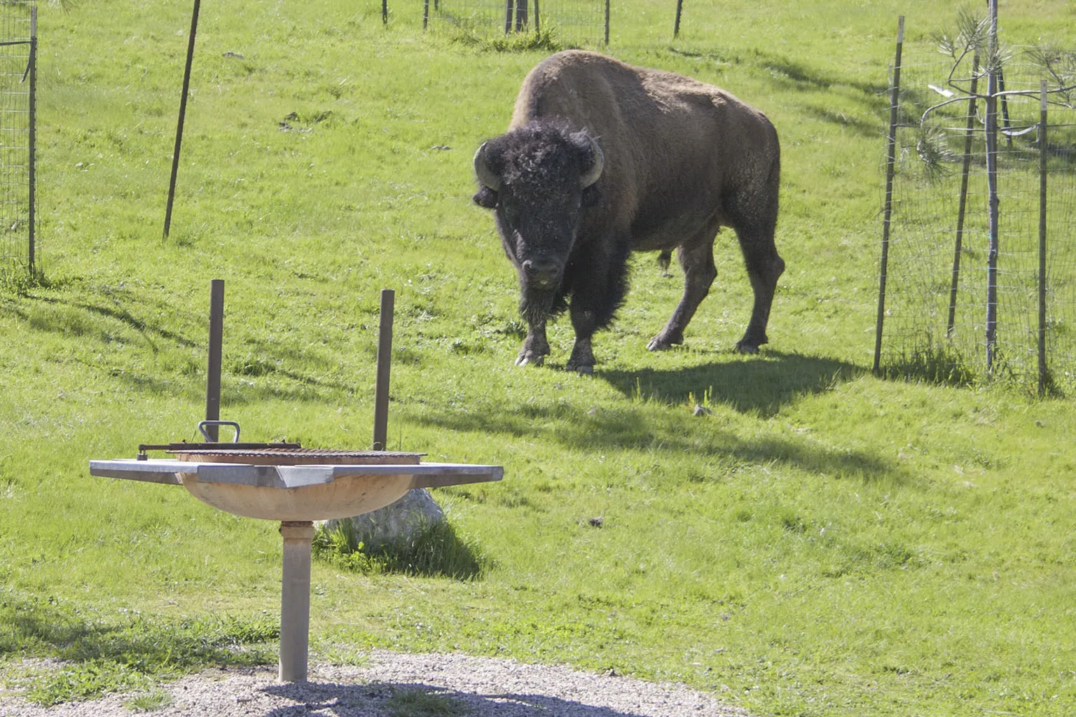 Bison bull at the Haypress Recreation Area