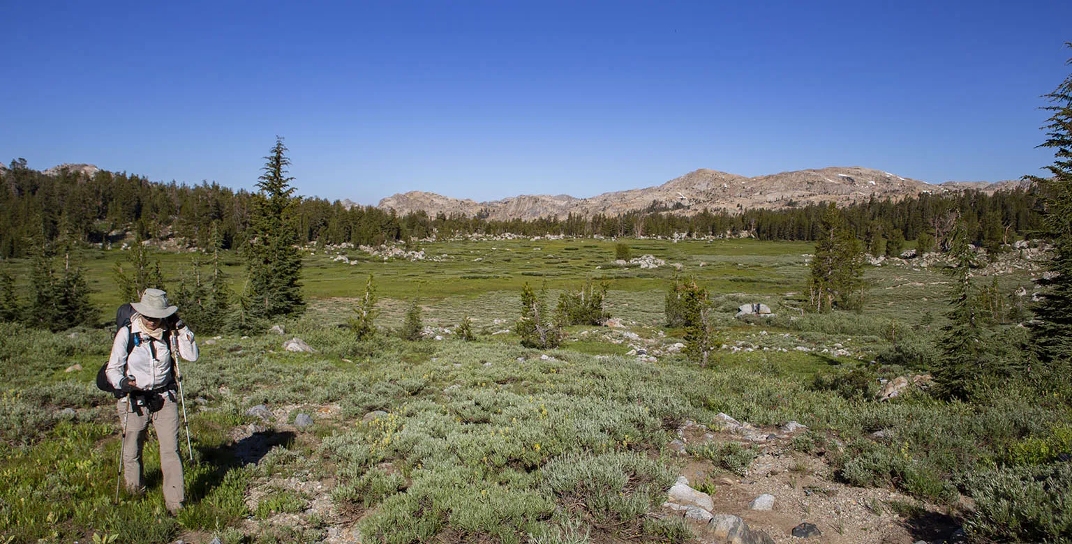 Summit Meadow from its north-eastern edge