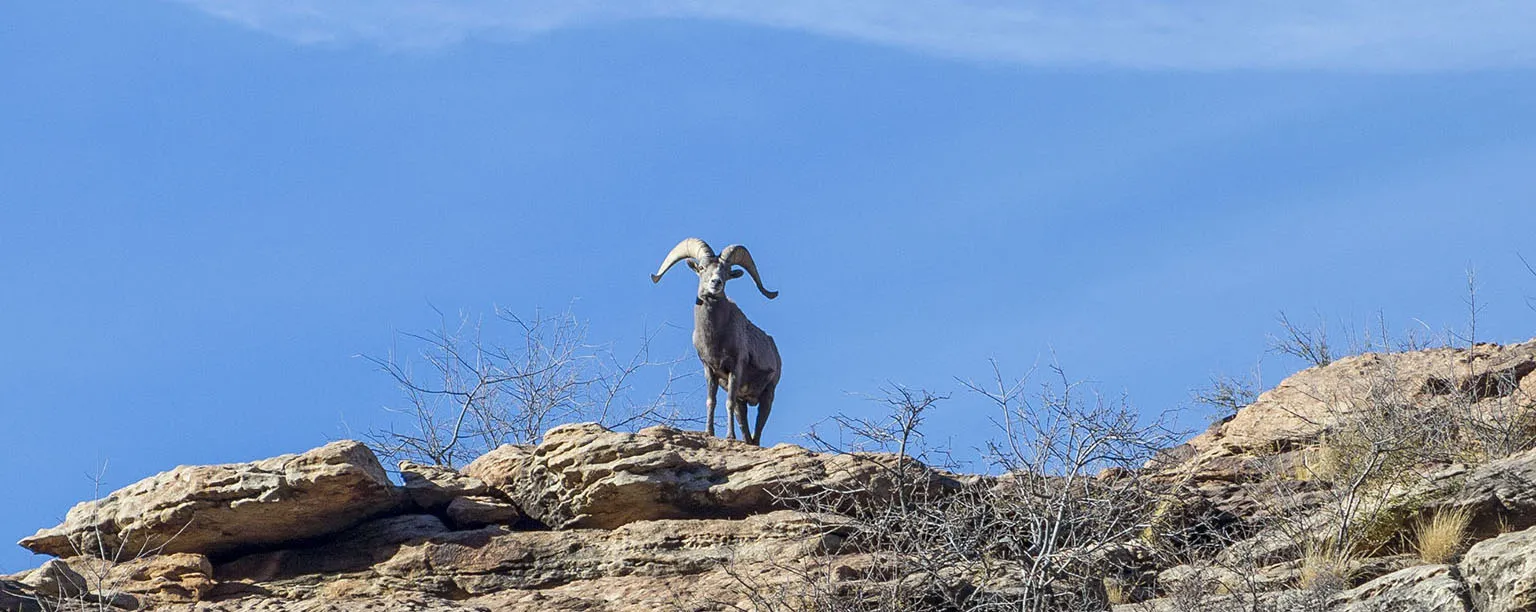 Bighorn ram overlooking the Bright Angel Trail