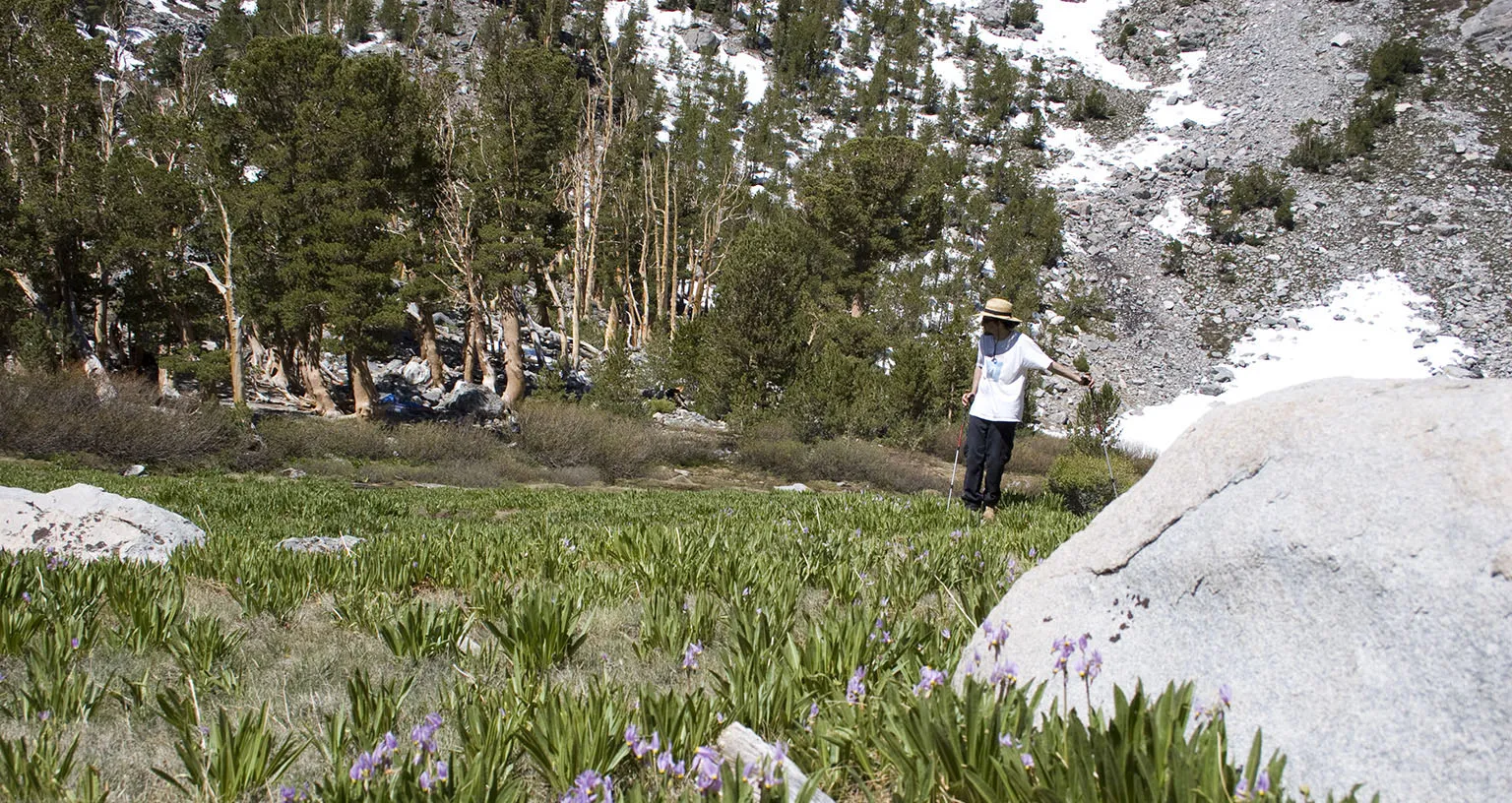 Golden Trout Meadows, wildflowers, and our tent in the background