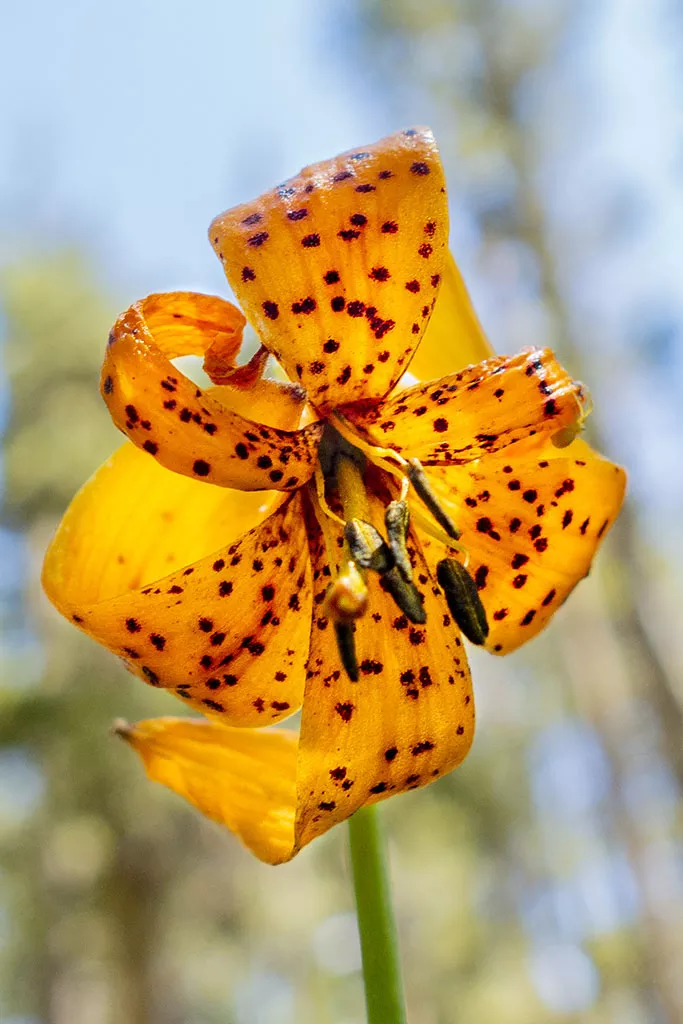 Sierra tiger lilly (Lilium parvum)