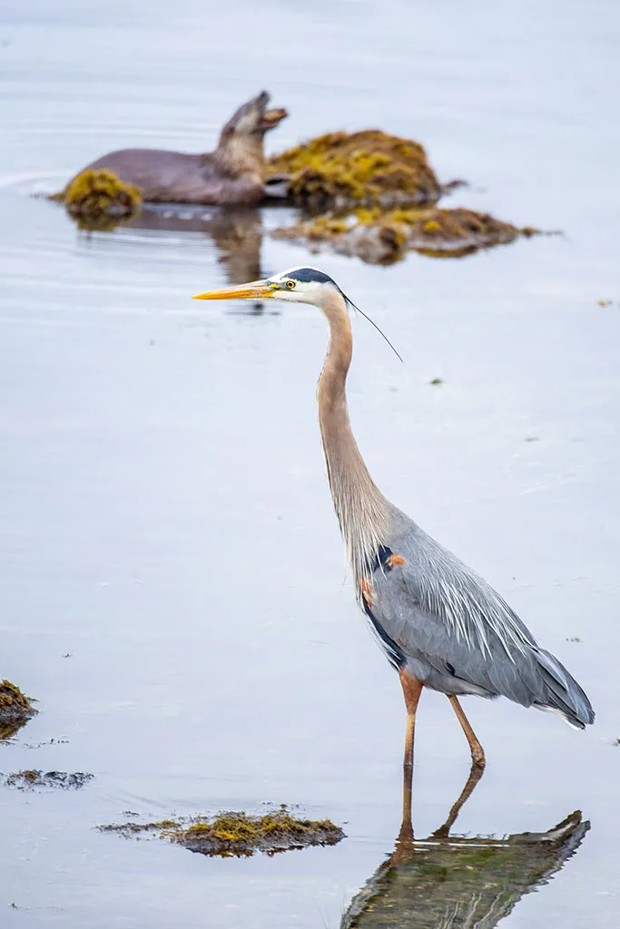 Great blue heron and river otter at Miller Boat Launch