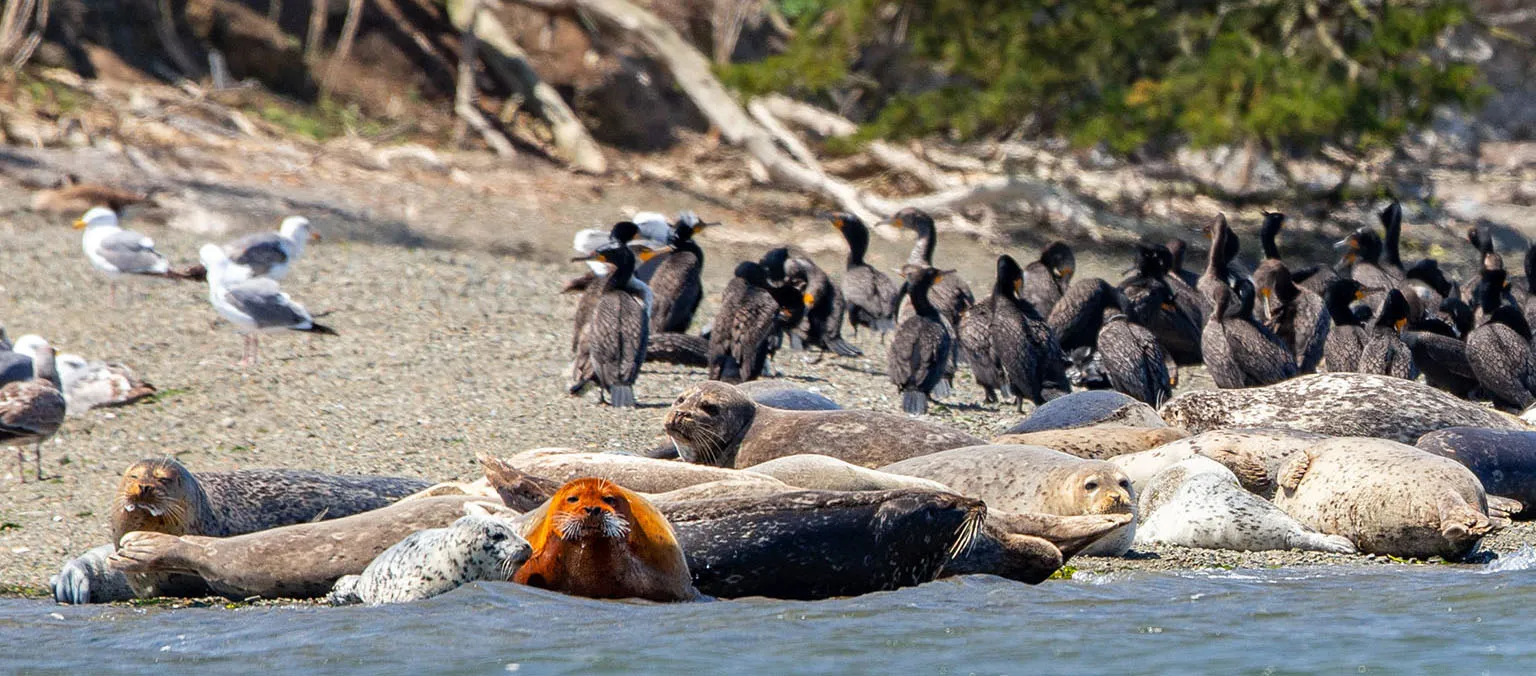 Harbor seals and cormorants on Hog Island