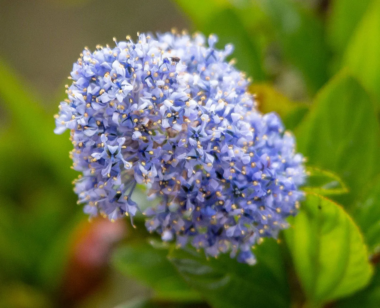 Purple ceanothus (California lilac)