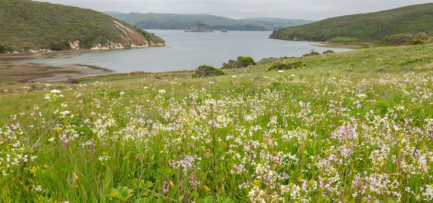 Wild radish and White Gulch