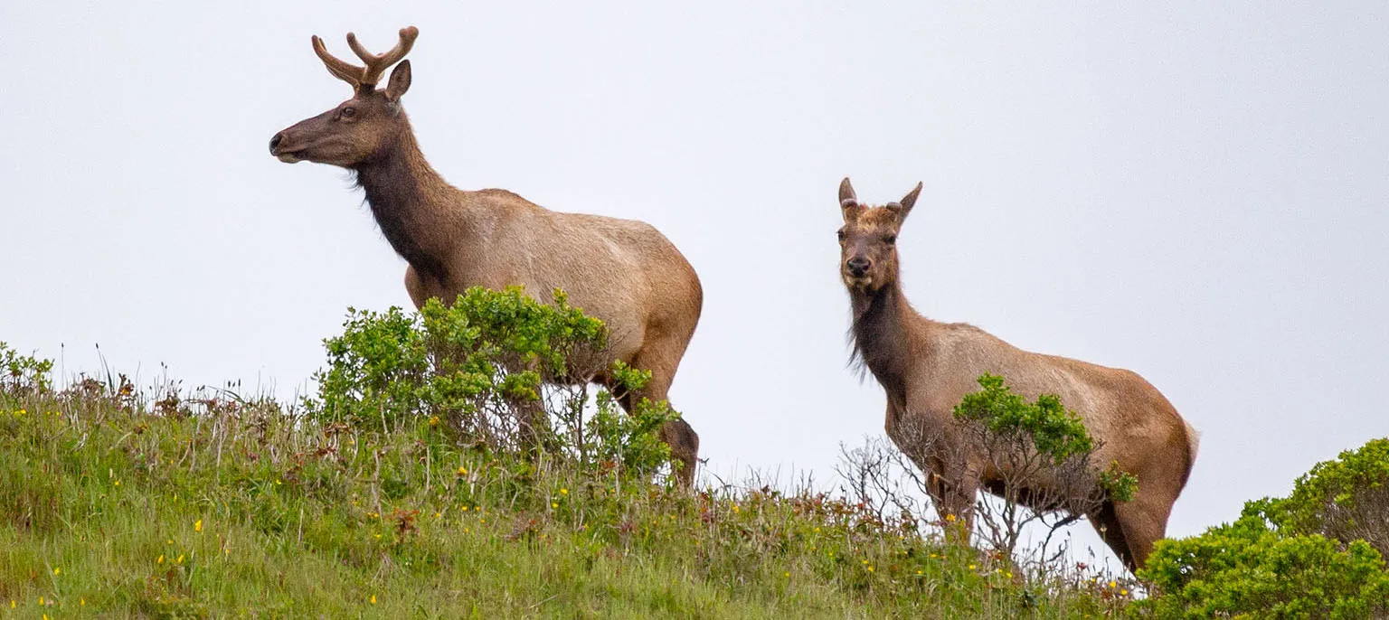 A pair of Tule elk