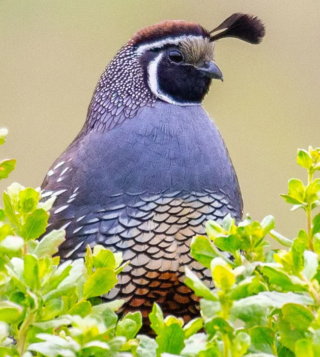Male quail (or mail quale?)