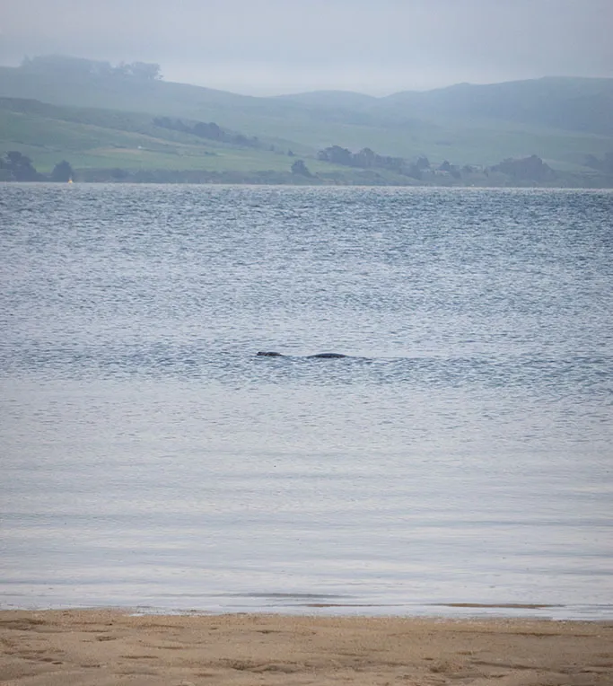 A glimpse of the resident seal