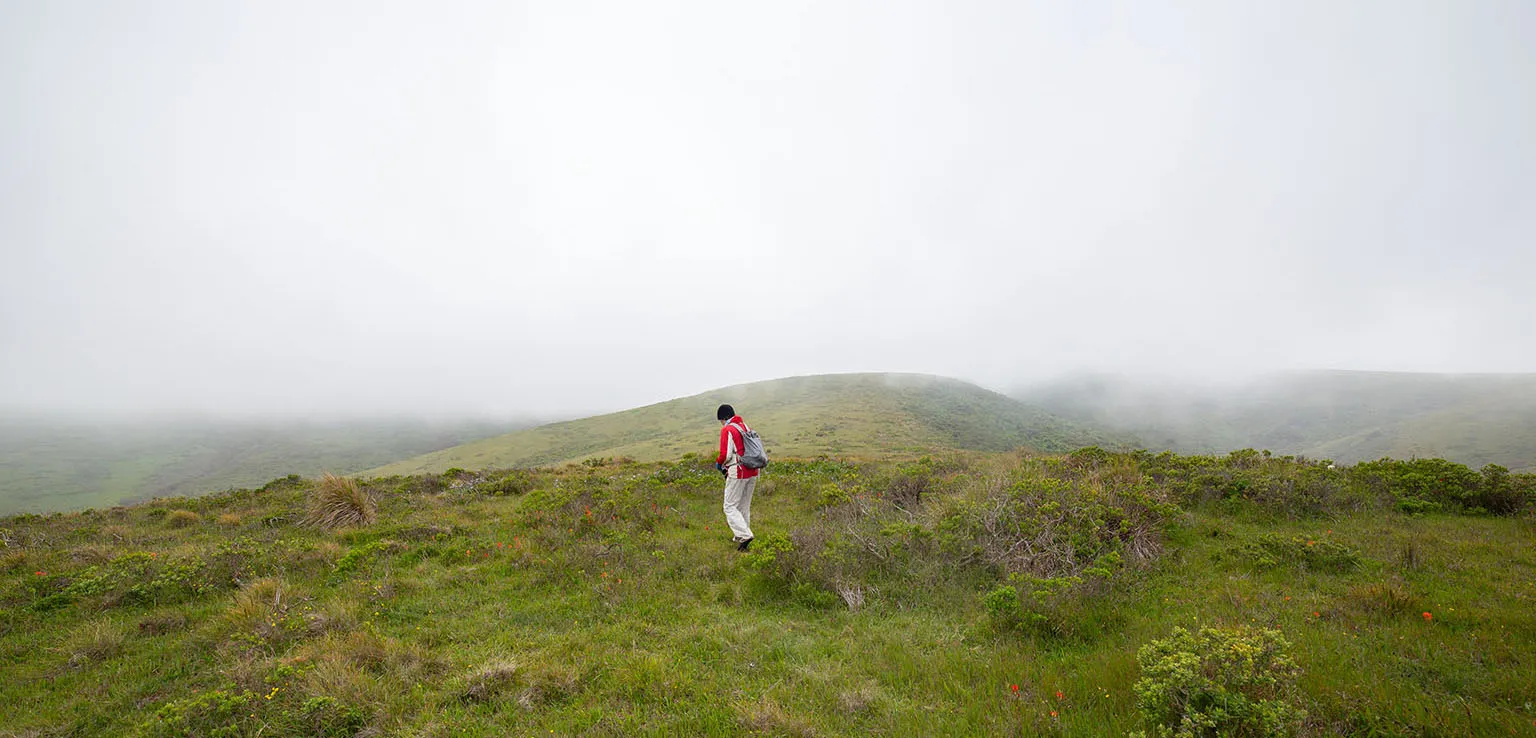 The foggy hills below Pierce Point