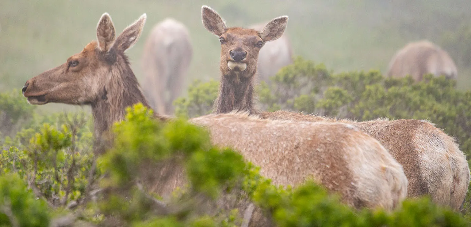 Female Tule elk