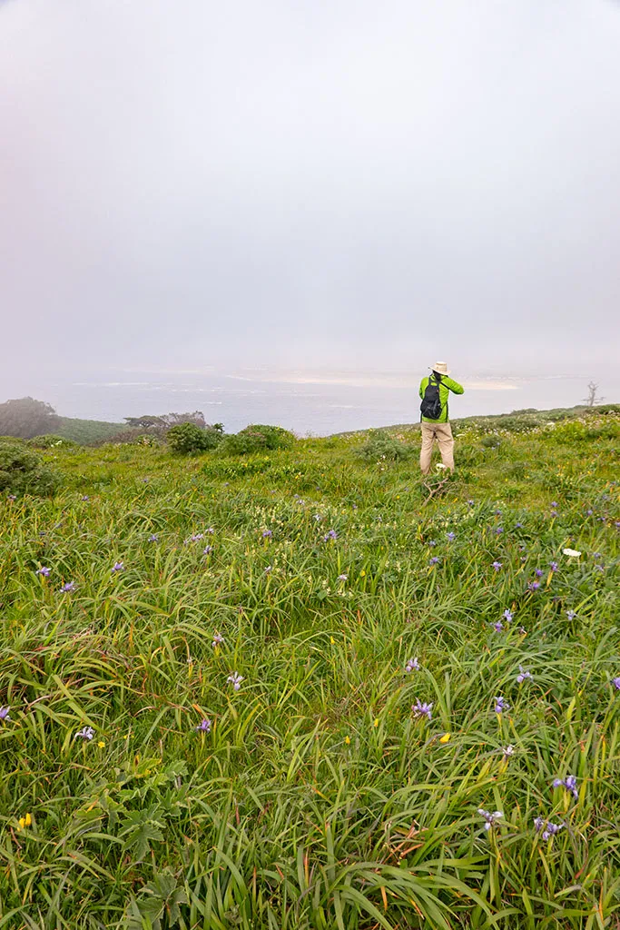 Irises and fog on Tomales Point Trail