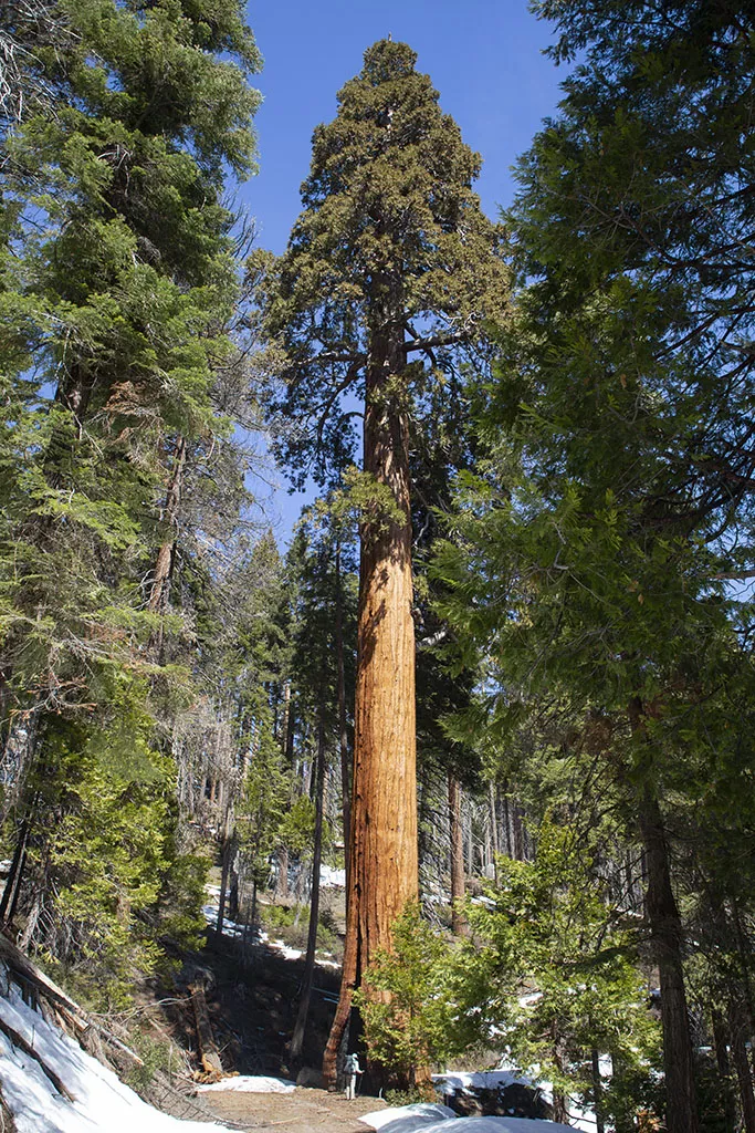 Our favorite giant Sequoia along the road.