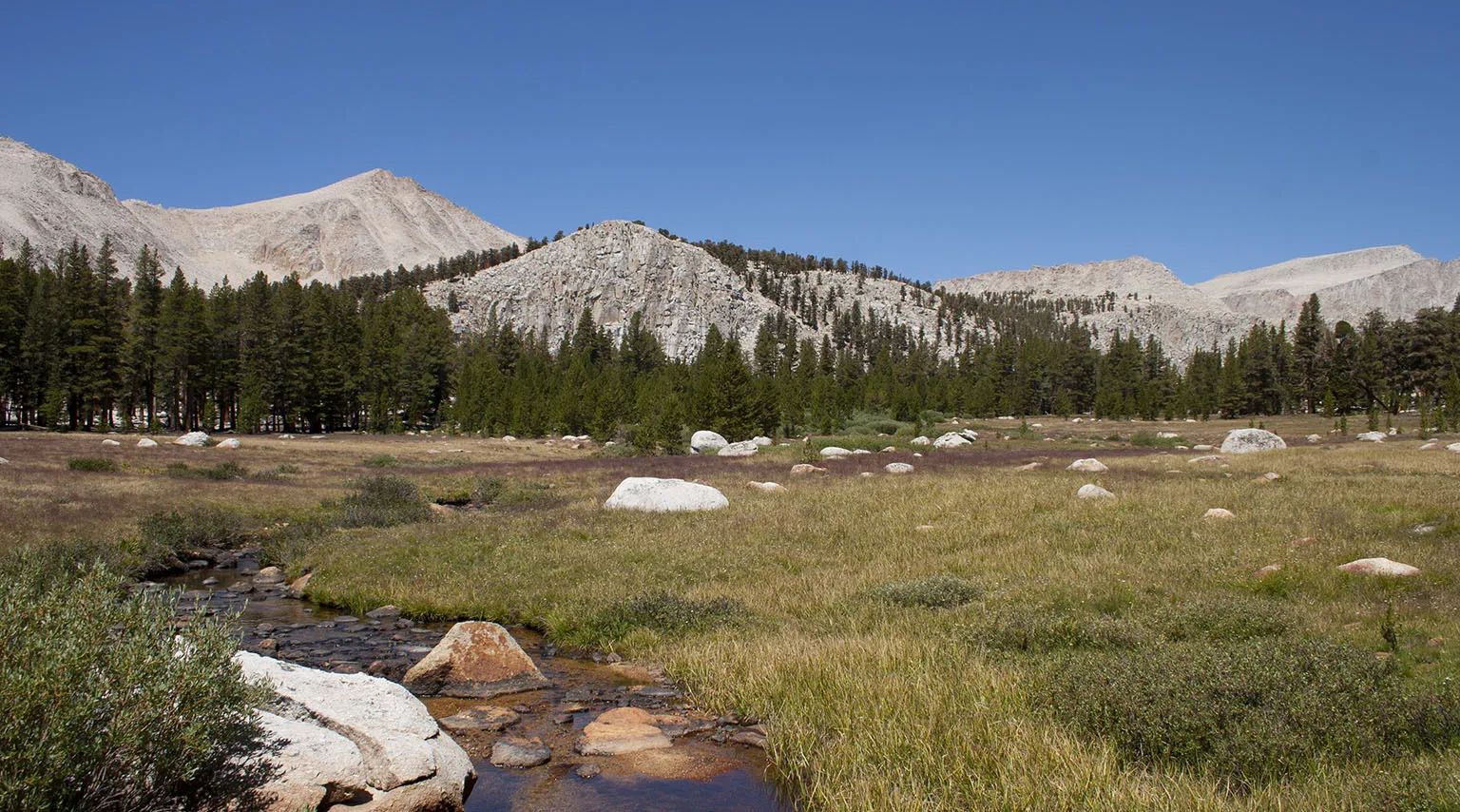 Meadow in Cold Creek drainage