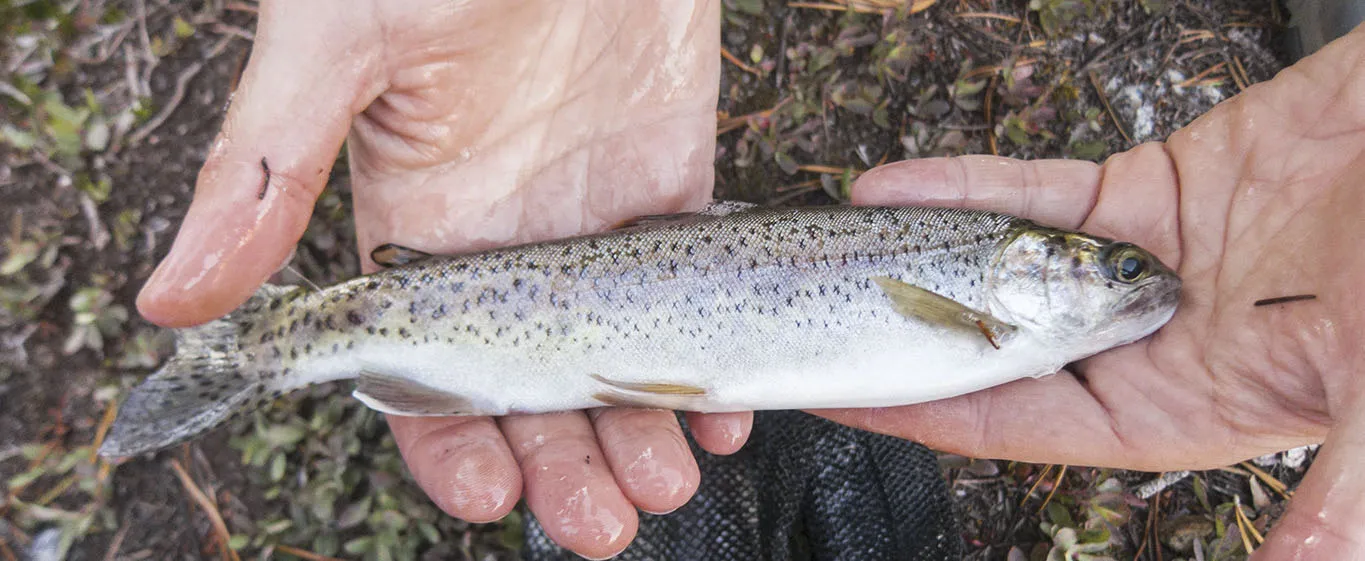 Rainbown trout from McCabe Lake